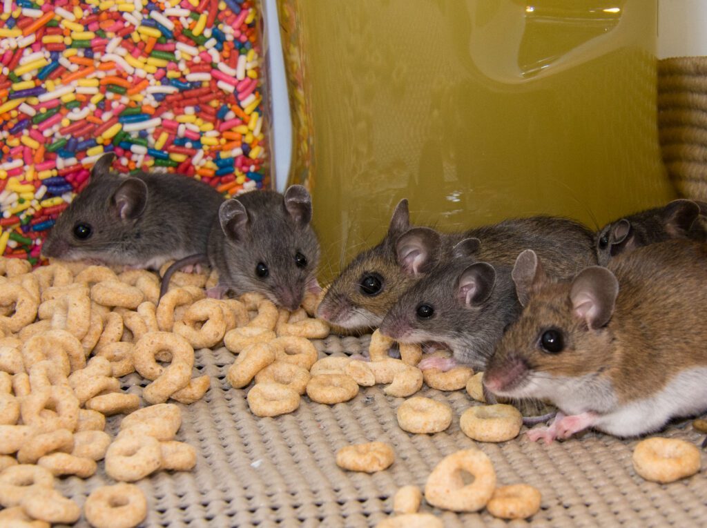 pests, insects and squatters thrive in homes left unoccupied for extended periods of time 